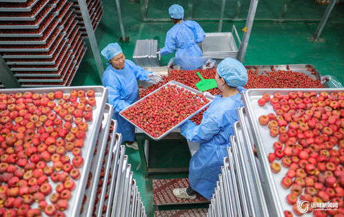 聞喜縣陽隅鎮(zhèn) 深加工賦能鮮果產(chǎn)業(yè)，小水果撬動(dòng)鄉(xiāng)村大振興